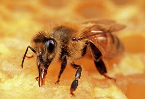 Working Collection: Honey Bee Worker tending honeycomb, UK