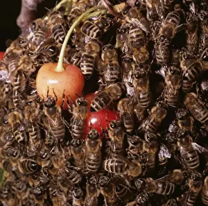 Swarms Prints: Honey Bee ZT 47 Swarm on cheeries Apis mellifera © Z. Tunka / ARDEA LONDON