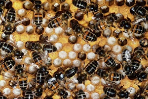 Images Dated 1st March 2006: Honey Bees - on comb & brood cells