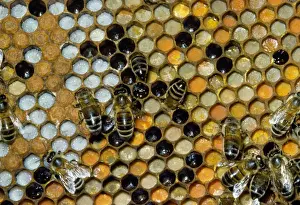 Home Prints: Honey Bees - on comb - showing brood cells & pollen store