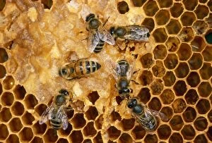Images Dated 25th October 2010: Honey Bees - tending honeycomb - UK