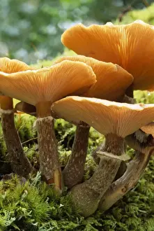 New Forest Prints: Honey Boot Lace Fungus - found at the base of living & dead trees New Forest Hampshire UK