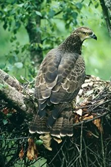 Images Dated 19th May 2004: Honey Buzzard