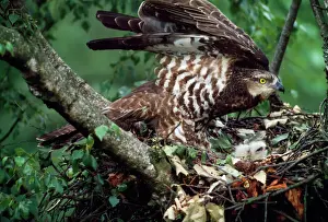 Protection Prints: Honey Buzzard - adult at nest with chicks
