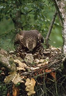 Images Dated 25th June 2010: Honey Buzzard - adult at nest with chicks