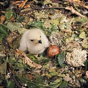 Images Dated 30th July 2010: Honey Buzzard - egg & nestling