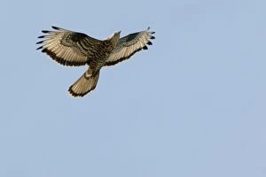 Images Dated 1st November 2005: Honey Buzzard - on migration Southern Spain, September