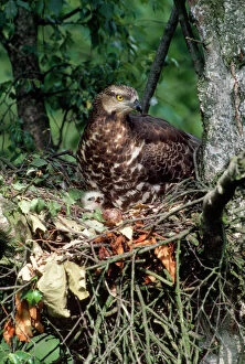Buzzards Collection: Honey Buzzard - at nest with young