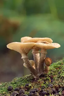 Honey Fungus