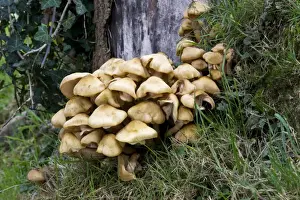 Honey Fungus attack Sycamore stump. Armillaria mellea (chunky form) One of the most dangerous parasites of trees, causing intensive white rot and eventual death. Very common and edible when cooked