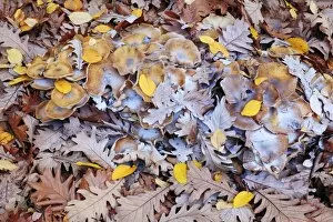 Leaf Litter Gallery: Honey Fungus - caps with spores, on autumn leaf litter