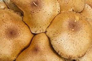 Fruiting Gallery: Honey Fungus - close up study of fruiting bodies