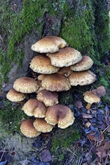 Images Dated 13th November 2011: Honey Fungus - fruiting bodies on Birch tree