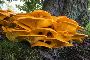 Layers Prints: Honey Fungus, growing at base of tree, Lower Saxony, Germany