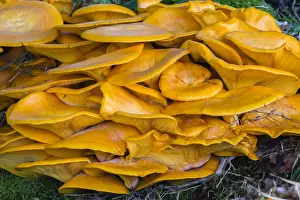 Honey Fungus, growing at base of tree, Lower Saxony, Germany