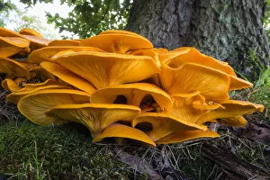 Mushrooms And Toadstools Collection: Honey Fungus, growing at base of tree, Lower Saxony, Germany