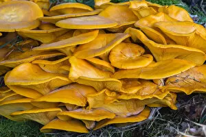 Images Dated 9th August 2020: Honey Fungus, growing at base of tree, Lower Saxony, Germany