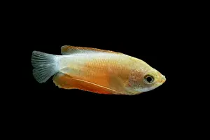 Honey gourami – side view black background tropical freshwater Asia Bedfordshire UK 002025