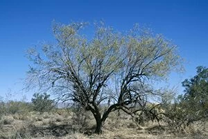 Images Dated 8th November 2005: Honey Mesquite Tree South West USA into Mexico