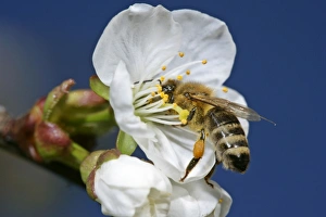 Images Dated 6th April 2007: Honeybee - on cherry tree blossom collecting pollen