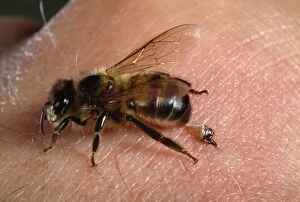 Beekeeping Gallery: HONEYBEE - close-up stinging human