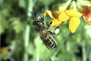 HONEYBEE - collecting pollen from trefoil