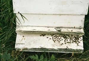 Honeybee - Fanning to create air current to lower hive temperature