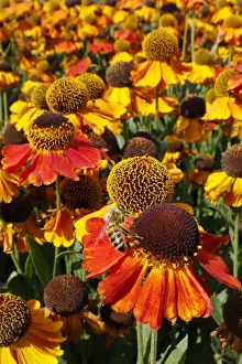 Herb Prints: Honeybee - feeding on Helenium flower Apis mellifera Essex, UK IN001299