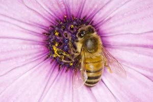 Images Dated 9th August 2009: Honeybee - feeding on Osteospermum Flower Apis mellifera Essex, UK IN000831