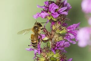 Honeybee - feeding on Purple Loosestrife Flower