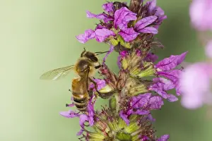 Honeybee - feeding on Purple Loosestrife Flower Apis mellifera Essex, UK IN000812
