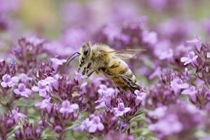 Images Dated 18th June 2009: Honeybee - feeding on Thyme
