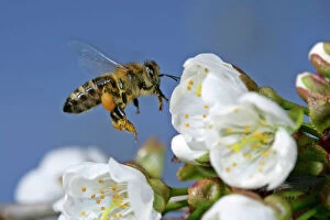 Honeybee - in flight approaching cherry tree blossoms to collect pollen