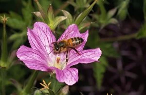 Honeybee - gathering pollen