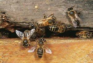 Beehives Gallery: Honeybee  - At hive entrance