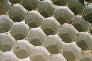 Honeybee - wax comb