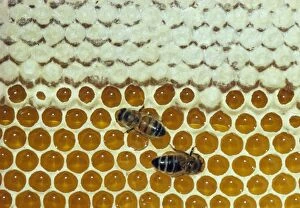 Beekeeping Gallery: Honeybees - two on comb showing capped and uncapped honey cells