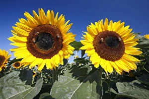 Honeybees - feeding on a Sunflower heads (Helianthus annuus) Honeybees - feeding on a Sunflower heads (Helianthus annuus)