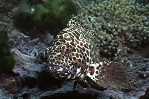 Grouper Prints: Honeycomb cod - common along most coral reefs. Heron Island, Australia