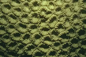Polyp Prints: Honeycomb Coral - Polyps - Coral Sea