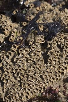 Images Dated 6th August 2012: Honeycomb Worm Tubes - Low Tide Shore - UK