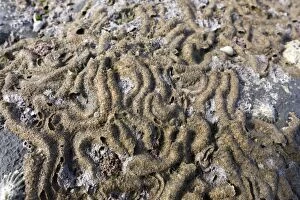 Images Dated 6th August 2012: Honeycomb Worm Tubes - Low Tide Shore - UK