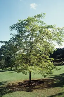 Honeylocust / Sunbusrt