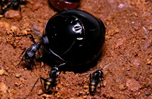 Ants Prints: Honeypot ant - replete