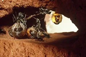 Hanging Prints: Honeypot Ants - replete, hanging from roof larder