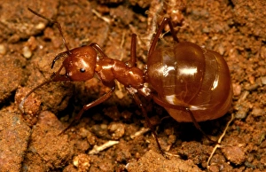 Images Dated 6th July 2006: Honeypot or Furnace ant - replete full of honey, larder for the colony in lean times