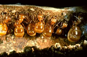 Hanging Prints: Honeypot or Furnace ants - repletes suspended in nest storing honey for the colony in lean times