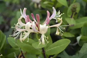 Honeysuckle - Cornwall - UK