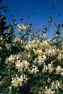 Honeysuckle - in hedge