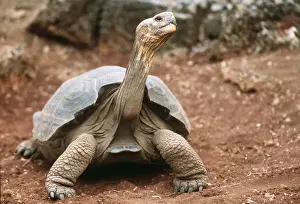 Endemic Prints: Hood Island Giant Galapagos Tortoise - Breeding Reserve, Darwin Research Institute AU 700